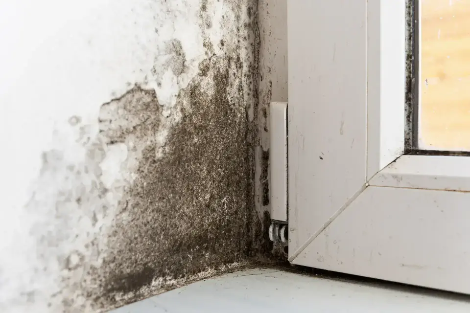 Arvada's Trusted Water Mitigation & Restoration Experts — Arvada, CO